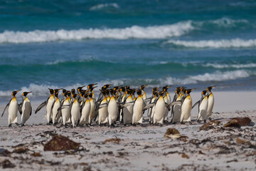 Large group of King Penguins (Aptenodytes patagonicus) walking along a sandy beach at Volunteer...