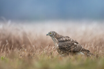 Birds of prey Goshawk Accipiter gentilis juvenile bird hunting time Poland Europe juvenile bird sitting on the meadow
