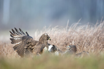 landing Common buzzard Buteo buteo in the fields in winter snow, buzzards in natural habitat, hawk...