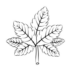 Leaf Vector Design, Icon, Symbol