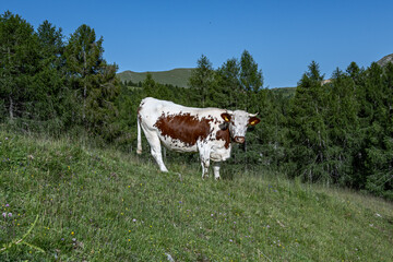 Bulle in den Alpen 