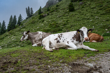Kühe in den Alpen