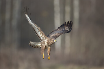landing Common buzzard Buteo buteo in the fields in winter snow, buzzards in natural habitat, hawk bird on the ground, predatory bird close up winter bird