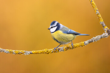 Bird - Blue Tit Cyanistes caeruleus perched on tree winter time small bird on blurred background