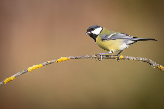Colorful great tit ( Parus major ) perched on a tree trunk, photographed in horizontal, autumn time, amazing background