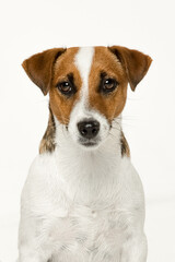 Jack Russell Terrier on a white background