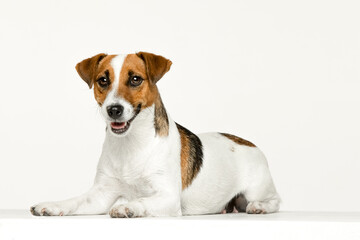 Jack Russell Terrier on a white background