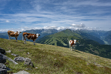 Fototapeta na wymiar Kühe in den Alpen