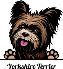 Yorkshire Terrier - Color Peeking Dogs - breed face head isolated on white