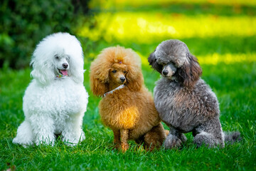 Poodle on a walk in the park