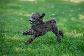 Poodle on a walk in the park