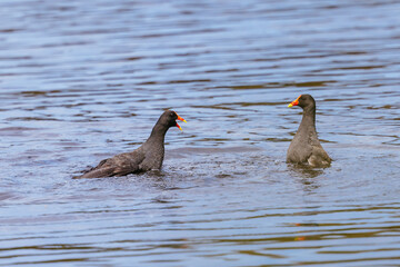 Dusky Moorhen at Coolart Wetlands and Homestead in Somers, Australia