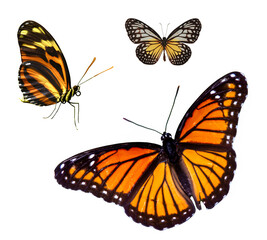 Set of butterflies isolated transparent background  