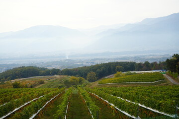 Fototapeta na wymiar Autumn Scenery of Vineyard in Yamanashi, Japan - 日本 山梨 ワイナリー 葡萄畑