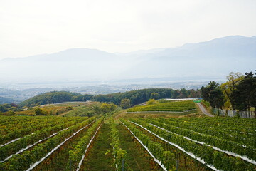 Autumn Scenery of Vineyard in Yamanashi, Japan - 日本 山梨 ワイナリー 葡萄畑