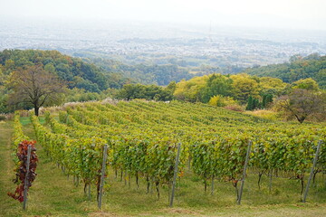 Autumn Scenery of Vineyard in Yamanashi, Japan - 日本 山梨 ワイナリー 葡萄畑
