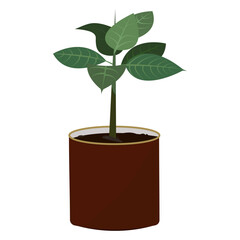 House plant in a pot. Floral home decor, interior decoration. Hand drawn flower vector illustration 