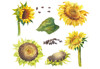 Abstract watercolor collection of autumn sunflowers. Hand drawn nature design elements isolated on white background. - obrazy, fototapety, plakaty
