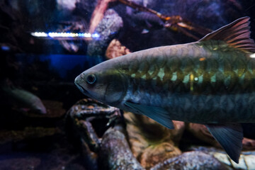 Fototapeta premium Selective focus of blue mahseer fish swimming in a deep aquarium. Great for educating children about marine animals.
