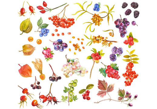 Abstract watercolor collection of autumn berries. Hand drawn nature design elements isolated on white background.