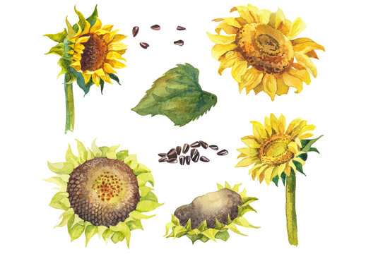 Abstract watercolor collection of autumn sunflowers. Hand drawn nature design elements isolated on white background.