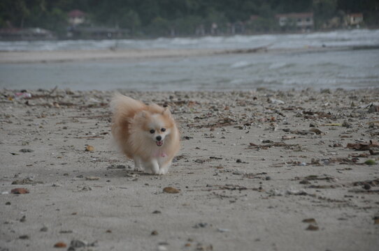 Small pomeranian running on the beach by the sea. Cute puppy having fun.