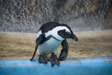 上野の動物園のペンギン