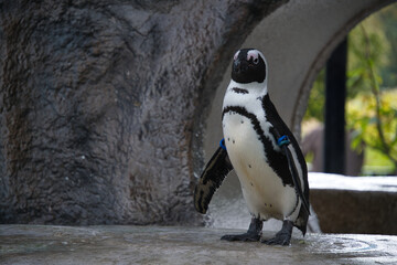 上野の動物園のペンギン