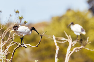 Australian White Ibis at Coolart Wetlands and Homestead in Somers, Australia