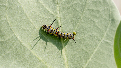 Monarch butterfly Caterpillar