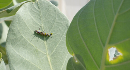Monarch butterfly Caterpillar