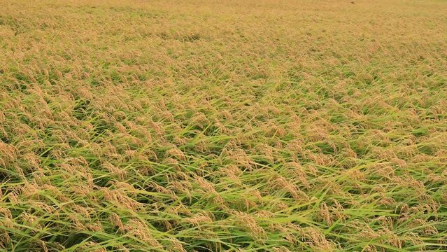 The oscillating waves of golden rice are blown by strong wind.Charming color,appealing rolling rice wave and yellow view form a scenic scene.High quality video. Chishang,Taitung,Taiwan.Real time.
