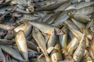 fresh local small fish on ice at a local market in the mediterranean 2