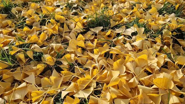 Close-up of gingo leaves that have fallen to the ground, selective focus. Yellow gingo leaves on the grass, autumn background. Change of season