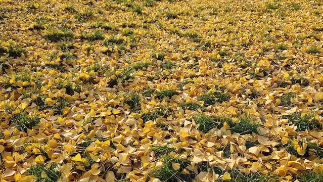 Close-up of gingo leaves that have fallen to the ground, selective focus. Yellow gingo leaves on the grass, autumn background. Change of season