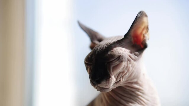 The Canadian Sphynx is sitting on the windowsill in the room on a sunny day. The Canadian Sphynx is basking in the sun on the windowsill. Portrait of the Canadian Sphynx. Horizontal orientation video.