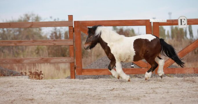 Little pony running gallop at outdoor arena, slow motion