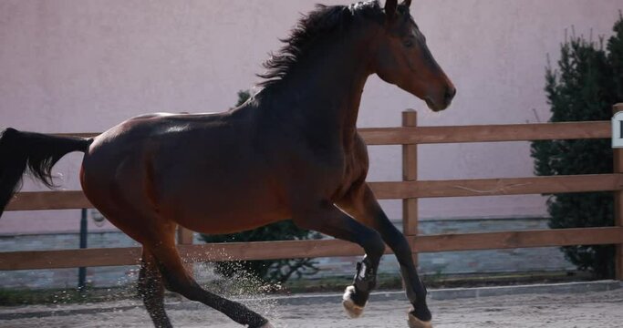 Brown horse running gallop at outdoor arena, slow motion