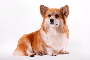 Welsh Corgi Pembroke Portrait isolated on white background. Beautiful two years old Red fluffy Corgi.