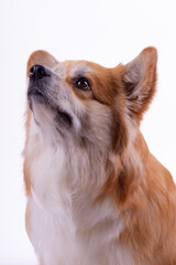 Welsh Corgi Pembroke Portrait isolated on white background. Beautiful two years old Red fluffy Corgi.