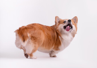 Welsh Corgi Pembroke Portrait isolated on white background. Beautiful two years old Red fluffy Corgi.