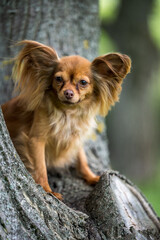 Beautiful young russian toy dog portrait outdoors. Close-up portrait of a cute Russian Longhaired Toy Terrier red breed dog sitting on a tree.