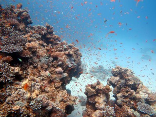 red sea fish and coral reef