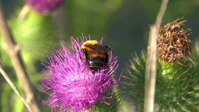 Bumblebee on a Spear Thistle flower, bee on a purple spiky wildflower in nature.