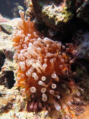 red sea clownfish