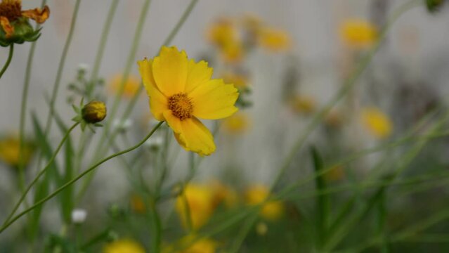 Lance-leaved coreopsis blowing in the wind