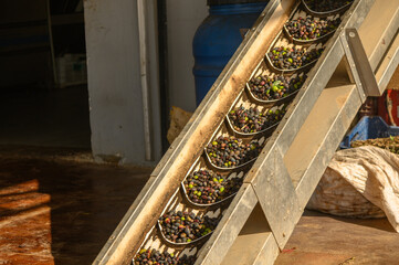 olives are transported from a bunker to an olive oil pressing plant 3