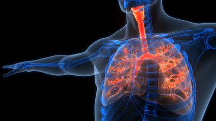 Human Respiratory System Lungs Anatomy - obrazy, fototapety, plakaty