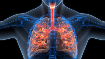 Human Respiratory System Lungs Anatomy - obrazy, fototapety, plakaty