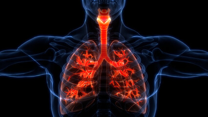 Human Respiratory System Lungs Anatomy